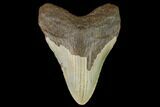 Fossil Megalodon Tooth - North Carolina #124667-1